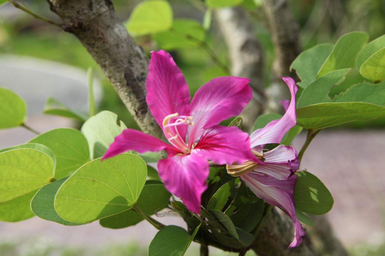 The Villa Secret Garden Siem Reap Ngoại thất bức ảnh