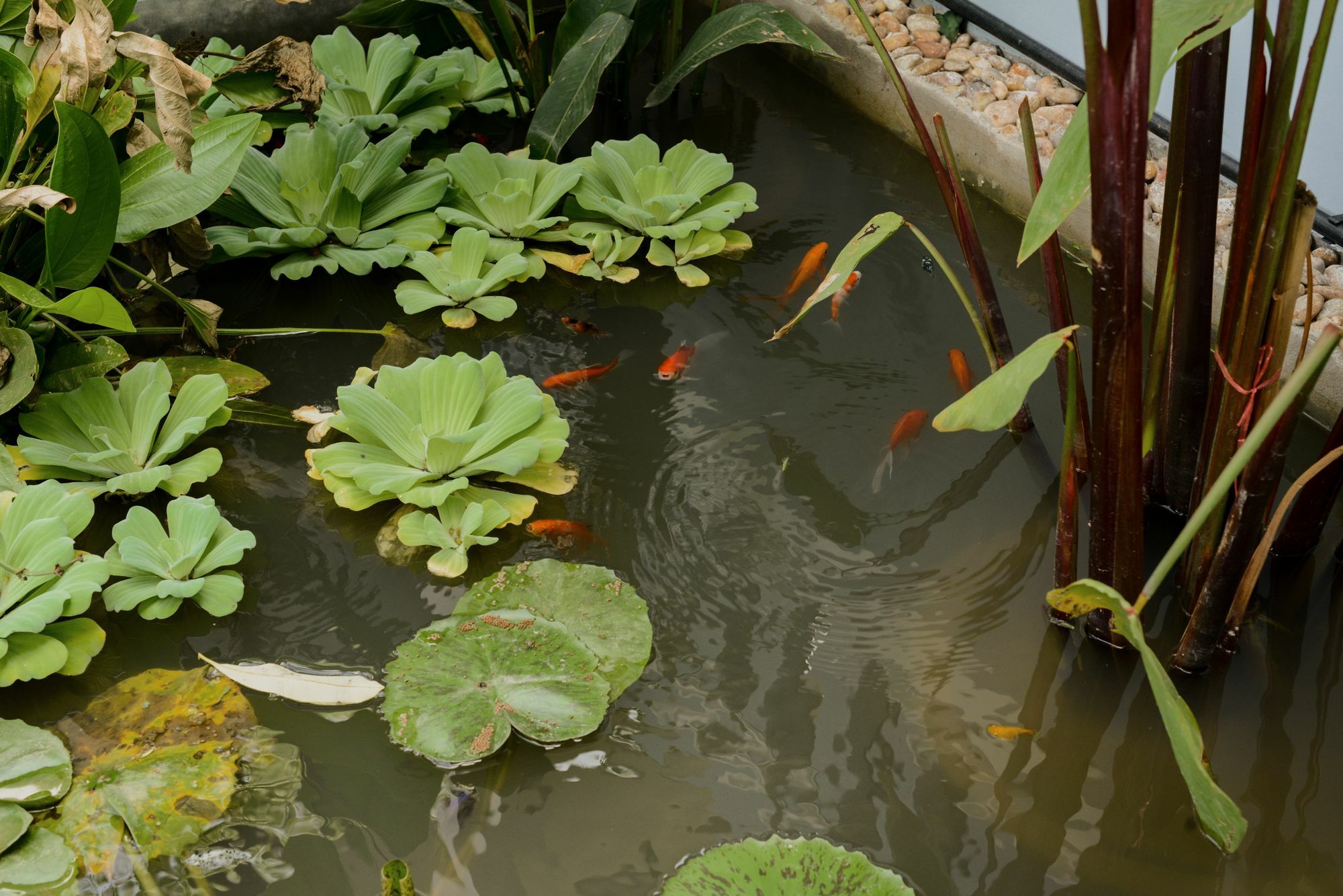 The Villa Secret Garden Siem Reap Ngoại thất bức ảnh